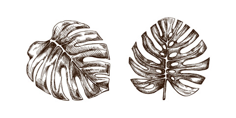 Hand drawn vintage sketch set of monstera tropical leaves in botanical engraving style vector illustration © Mariia Mazaeva
