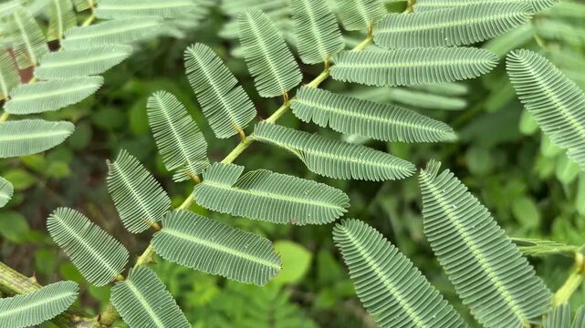 Close-up finger touching Mimosa pudica sensitive plant, leaves folding on touch.