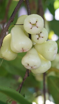 Fresh Rose Apples (Wax Apples) Growing on Tree Branch in Natural Light