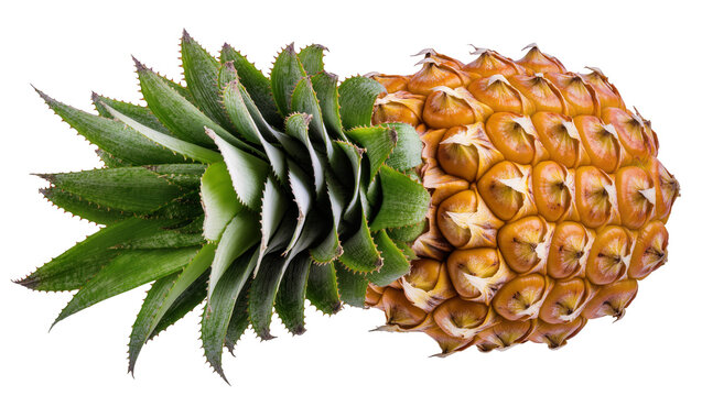 Ripe golden pineapple with green spiky leaves, isolated on transparent background
