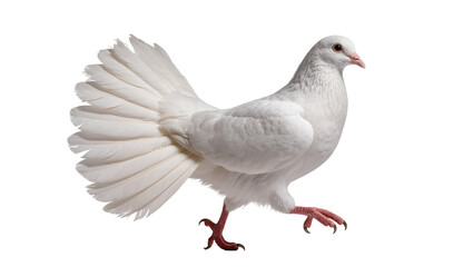 Obraz premium Elegant white dove with fanned tail feathers, isolated on transparent background
