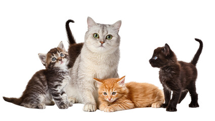 Family of cats including a silver tabby mother and kittens, isolated on transparent background © Finn