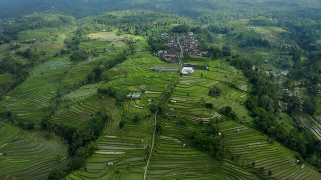 Aerial view of Jatiluwih rice terraces with lush green fields and a winding path in Penebel, Bali, Indonesia.