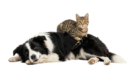 Fototapeta premium Border Collie Dog Lying Down with Tabby Cat on its Back.