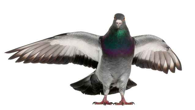 Gray pigeon with iridescent neck feathers wings spread wide, isolated on transparent background
