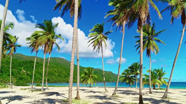 Landscape of the tropical island of Samana with emerald green water and the beautiful tropical beach of Rincon. Palm trees on a sandy beach against an abstract blue sky. Ideal tropical landscape.