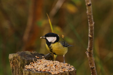 Fototapeta premium The birds looking for foods