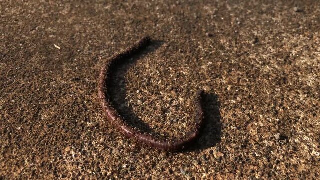 Dead worms are eaten by hundreds of ants