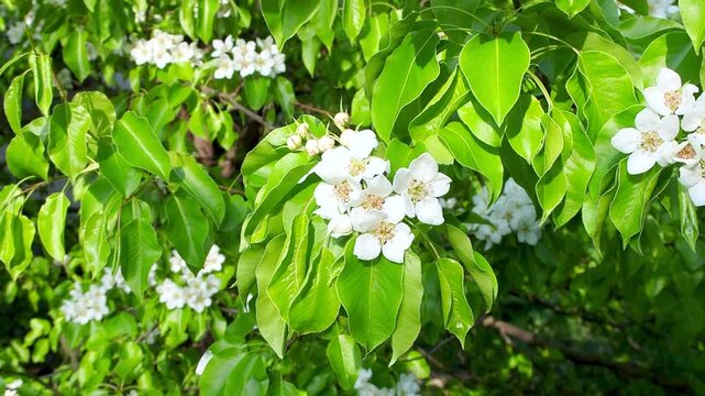 White pear tree flowers with green leaves sway in the wind. Pyrus communis in bloom on sunny spring day. Beautiful branch of fruit tree blooming in lush garden under sunlight. Slow motion footage.