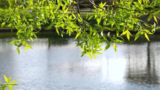 Willow tree branch with vibrant green leaves hangs over calm water surface. Serene beauty of sunny day in city park slow motion footage.