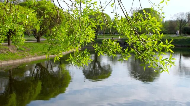 Willow tree branch with vibrant green leaves hangs over calm pond. Serene beauty of sunny day in city park slow motion footage.