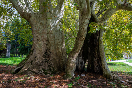 Giant Banyan tree stands tall among greenery in Abkhazia, Russia, showcasing its unique structure and expansive branches