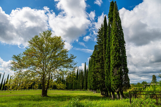 Pine tree alley in a lush field under a blue sky with clouds in Abkhazia, Russia