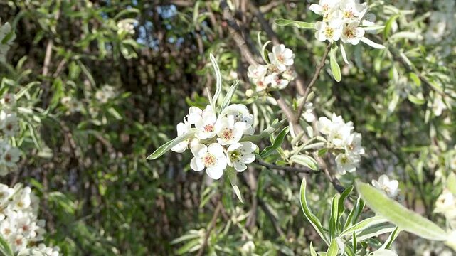 Blooming willow-leaved pear tree with white blossoms and silver leaves swaying in wind. Pyrus salicifolia in bloom. Beautiful spring branches in sunny garden slow motion footage.
