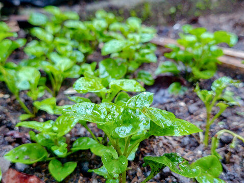 Fresh Green Seedlings Growing in Garden Bed After Rain
