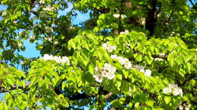 White pear blossoms with green leaves sway in breeze against blue sky. Pyrus communis in bloom. Beautiful fruit tree blooming in lush garden under sunlight. Vivid symbol of spring slow motion footage.