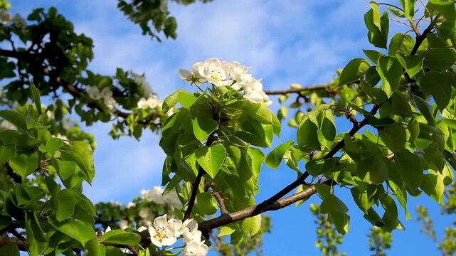 Blooming pear branch with white flowers and green leaves sway in wind against clear blue sky. Beautiful nature scene showing fresh growth in spring garden. Natural background slow motion footage.