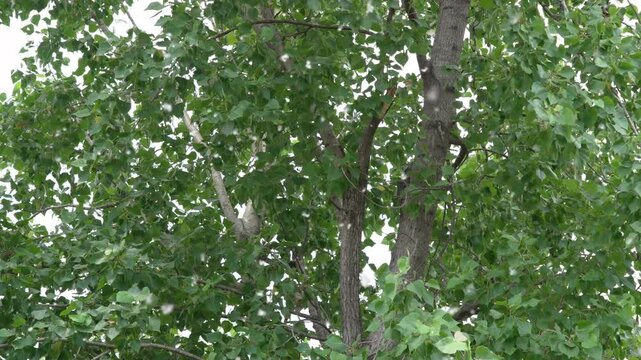 Large clump of white poplar fluff flying on a tree branch with green leaves in summer