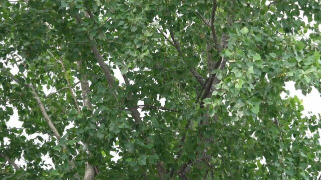 Large clump of white poplar fluff flying on a tree branch with green leaves in summer
