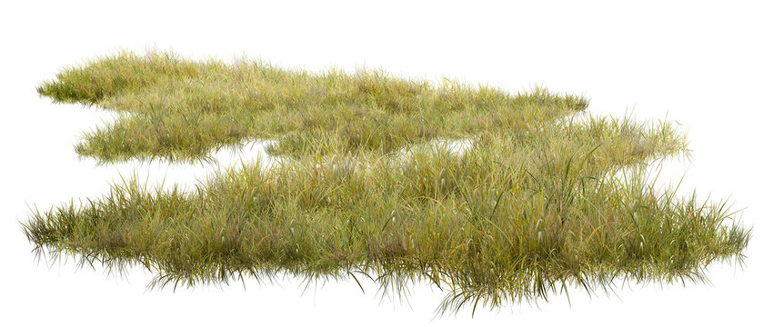 grass on white background/High-quality wild grass tufts isolated on white background. Ultra-sharp details perfect for architectural visualization and landscape photo manipulation.