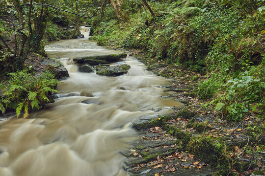 Small stream flows through summer woodland in Rocky Valley near Boscastle in Cornwall, Great Britain
