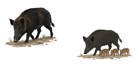 Vsai wild boars walking, mama sow with piglets © fiore26