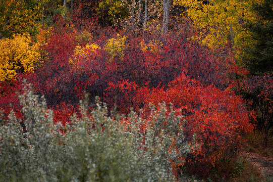 Bright autumn leaves line the path through the boreal forest in Elk Island National Park in Alberta