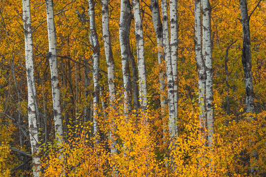 Vibrant fall colors display in the boreal forest with aspens and birch in a national park in Alberta, Canada