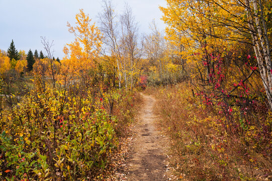 Path through the woods in autumn surrounded by colorful foliage in Elk Island National Park Alberta