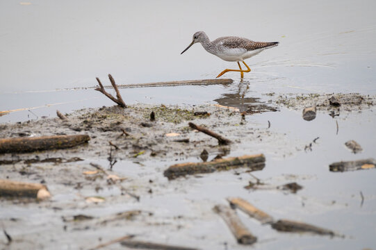 Migratory Greater Yellowlegs feeds at a boreal lake during autumn in Alberta, Canada