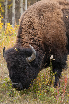 Wild bull plains bison grazes in open field at Elk Island National Park during autumn in Alberta, Canada