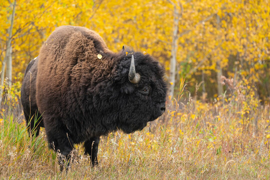 Wild bull plains bison grazes in tall grass surrounded by yellow foliage at Elk Island National Park in Alberta, Canada