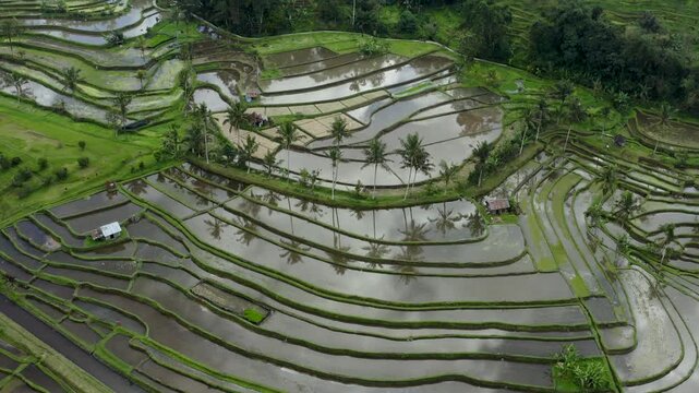 Aerial view of Jatiluwih rice terraces with water-filled paddies and palm trees in Penebel, Bali, Indonesia.