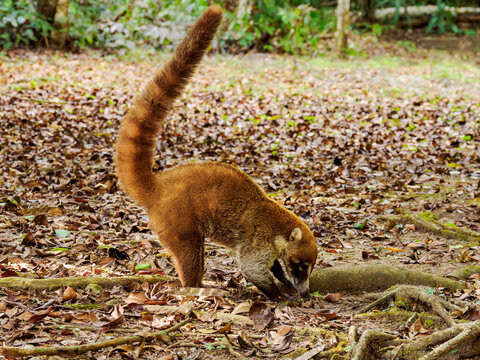 White-nosed coati explores the forest floor for food in Tikal, Guatemala during daylight