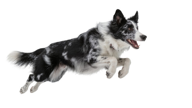 Energetic black and white border collie dog mid-air jump, isolated on transparent background