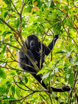 Mantled howler monkey sitting on a branch in a tree at Tikal in Guatemala while surrounded by green leaves