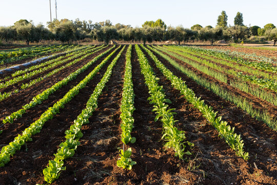 Vegetables growing in rows with solar panels in the background on an organic farm in Italy