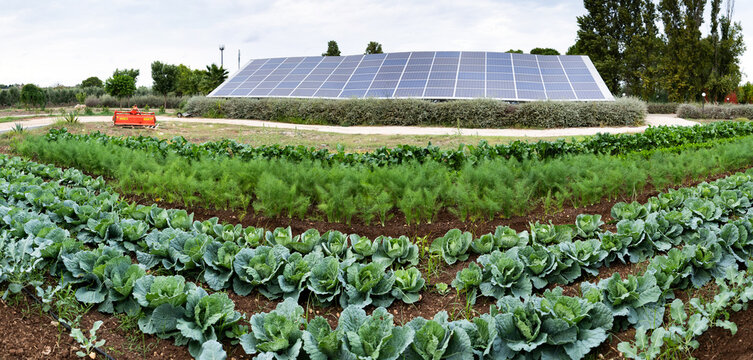 Vegetables grow in rows on an organic farm with solar panels in the background showcasing sustainable farming practices in Italy