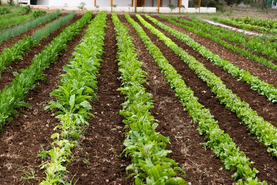 Vegetables grow on an organic farm with a solar panel in the background in Italy