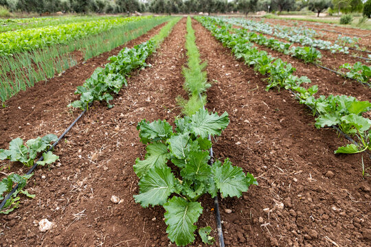 Vegetables grow on an organic farm with solar panels visible in the background in Italy during the day