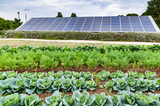 Vegetables grow on an organic farm with solar panels in the background during daylight in Italy