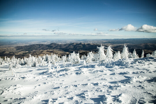 Snow covers fir trees in mountains during winter season near a vast landscape