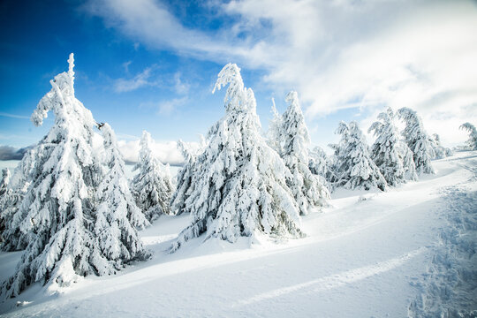 Snowy fir trees stand tall in winter landscape with blue sky and clouds in Romania during the cold months