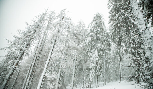 Winter wonderland with snowy fir trees in mountains of Romania during a heavy snowfall