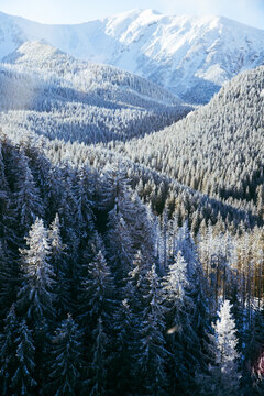 Snow covers fir trees in a landscape with mountains in the background during winter season in a forest