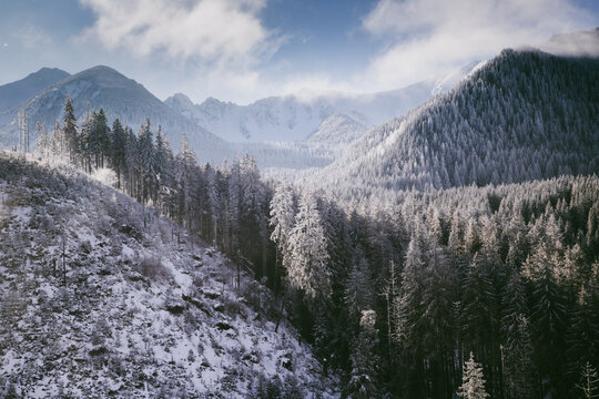 Snow covers fir trees and mountains in winter landscape over Poland during daylight hours