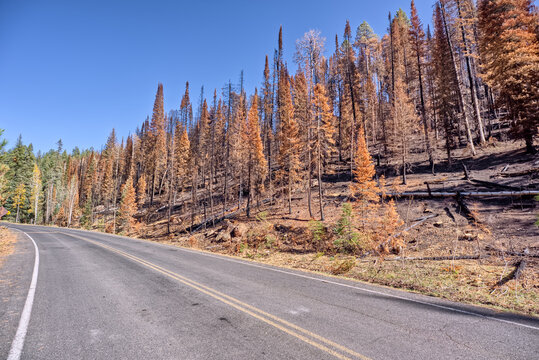 Devastated forest along Cape Royal Road in Grand Canyon North Rim after Dragon Bravo Wildfire in 2025