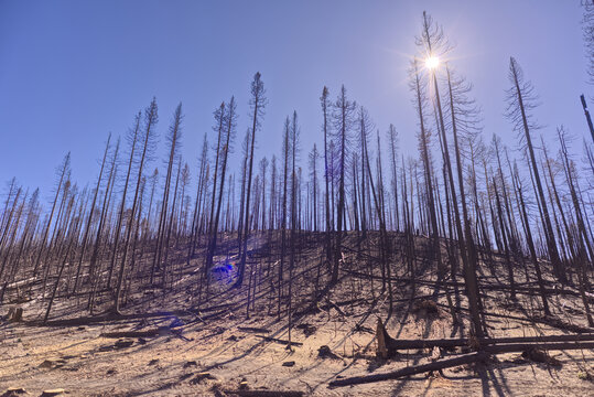 Forest damage from Dragon Bravo Wildfire at Grand Canyon North Rim in Arizona following the 2025 fire