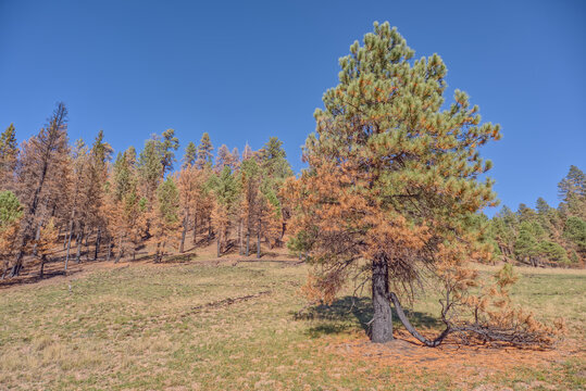 Partially burned trees from the Dragon Bravo Wildfire in Grand Canyon North Rim Arizona during 2025