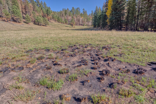 Partially scorched grass in a meadow at Grand Canyon North Rim from the Dragon Bravo Wildfire in Arizona during 2025